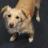 westsidevideo's profile image