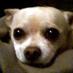 Dukie Dog (@dukiedogsays) Twitter profile photo Dukie Dog (@dukiedogsays) Twitter profile photo