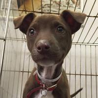 Adorable Adoptables (@adorableadopt) 's Twitter Profile