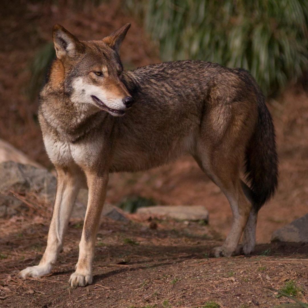 With the fate of the red wolves at stake, we explore if they can still survive in their last wild home in North Carolina. #wolf #redwolf #extinction #wildlife