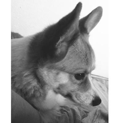 hungrycorgi3's profile picture. Me and my buddy Teigr the corgi.