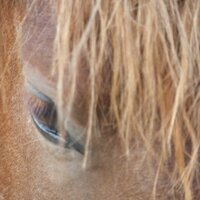 normandyfarms (@normandyfarms) 's Twitter Profile