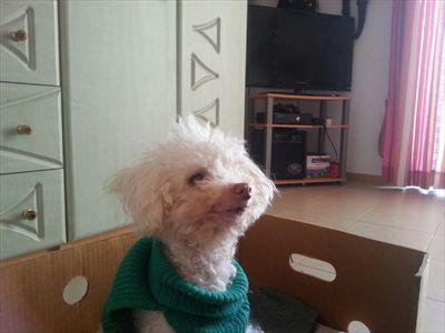 DanGalea's profile picture. 