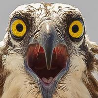 BSP Osprey (@bsposprey) 's Twitter Profile