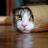 FunnySunnyKat's profile image