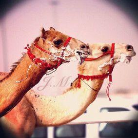 ٰ
روف بيّ ي فآهم آلمعنى ؛
لآ تموّت شخص يحيآ بک❤️