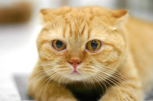 noopat_wu's profile picture. 