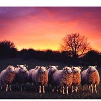 Lambs End Ltd (@lambsendltd) 's Twitter Profile