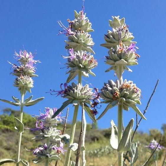 PurpleSageLA's profile picture. Connecting people, healing nature.