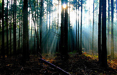 unityconscious's profile picture. 