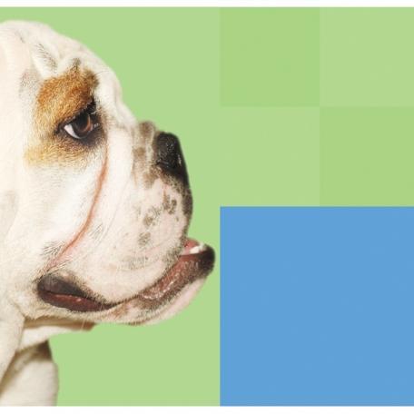 Full-service animal hospital with over 30 years of expertise in Fairfield County CT.