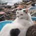 猫写真家 熊谷忠浩(Tadahiro Kumagai) あきたの猫 (@akita__cats) Twitter profile photo 猫写真家 熊谷忠浩(Tadahiro Kumagai) あきたの猫 (@akita__cats) Twitter profile photo