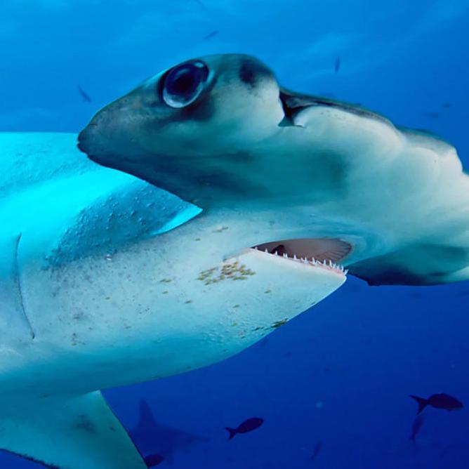 venijake's profile picture. 