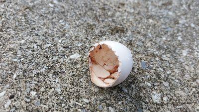 ECoastCat's profile picture. Just trying to do my thing