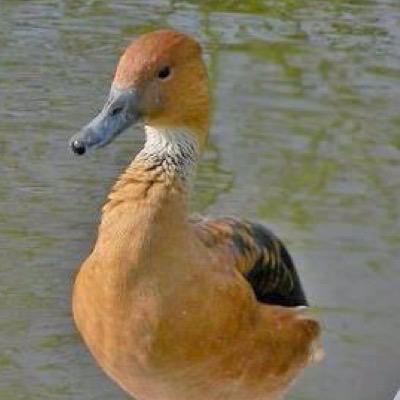 Enitluz's profile picture. 