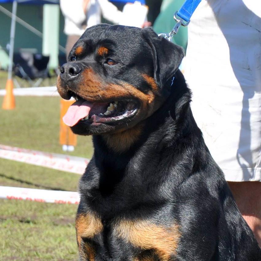 Breeders of total Rottweilers: :working dogs who CAN show. We focus on the legacy that comes with the oldest and most successful lines in ADRK history.