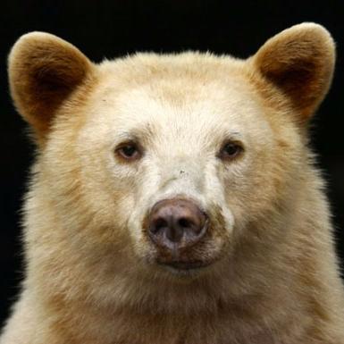 A Kermode Bear Is Stealing Your Salmon Profile