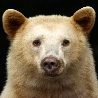 A Kermode Bear living in the forest. Furry. Whisky. Tarot. Politics. Beer. Salmon. Silliness. #WhatsInTekRoosPouchToday :: Dark Blockchain Expert