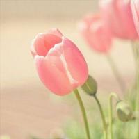 ام فاطمة ورقية (@om_ibrahime) Twitter profile photo