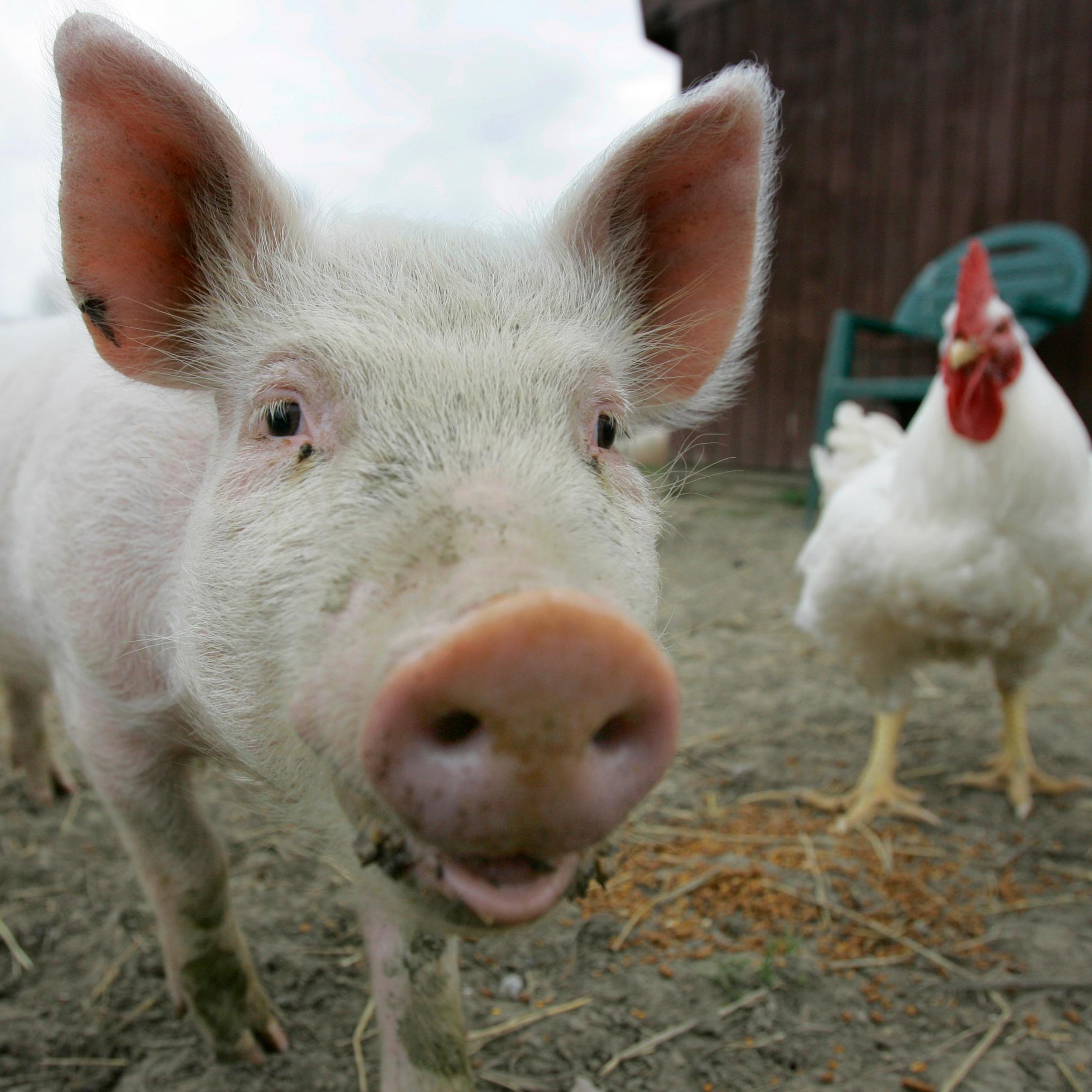 helpanimals4455's profile picture. 