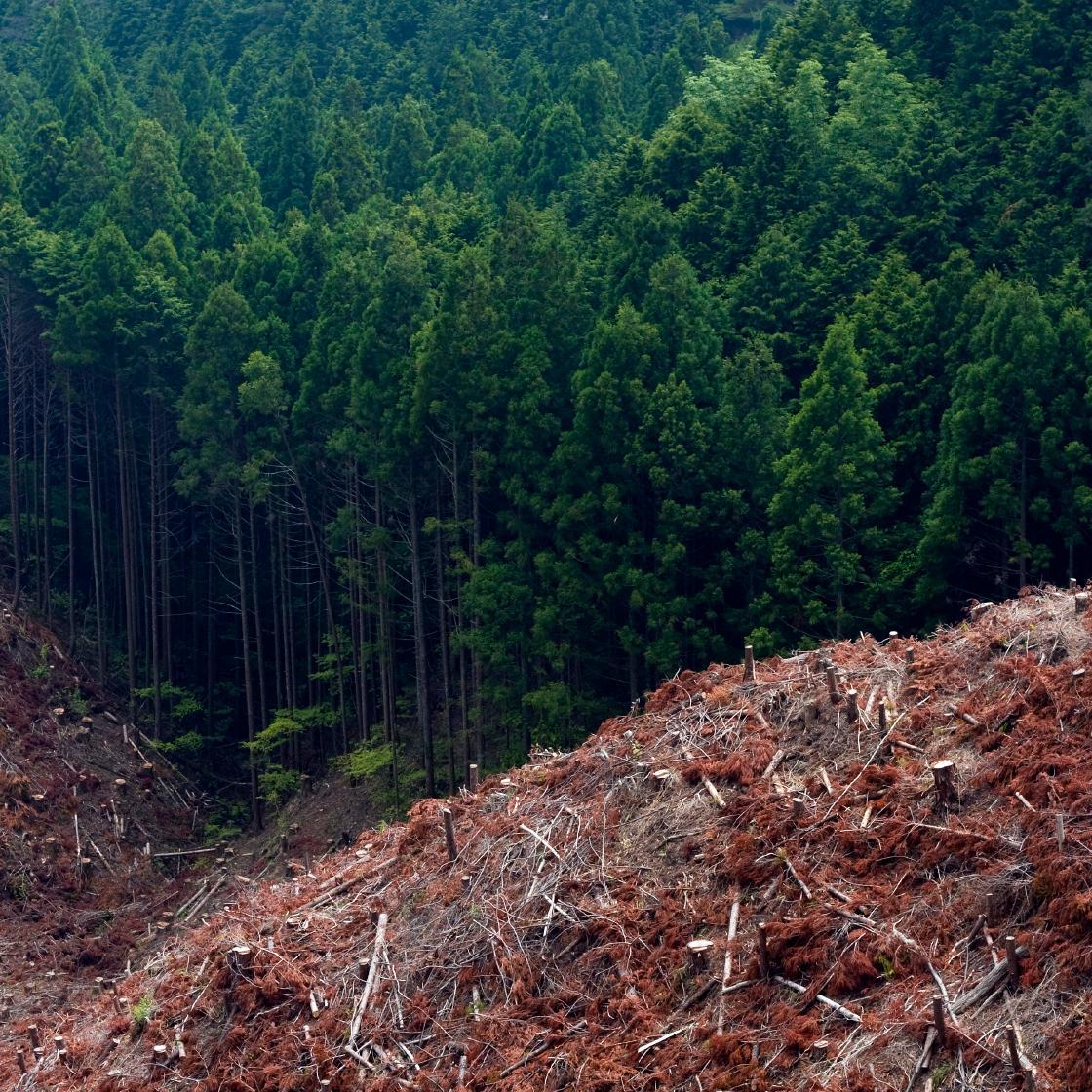 DefendTheForest's profile picture. 