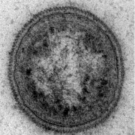 Biological polymath.  Love bacteria, enzymes, bacteriophage, glycans, genes and stuff.  Based at  @sheffielduni Dental school.