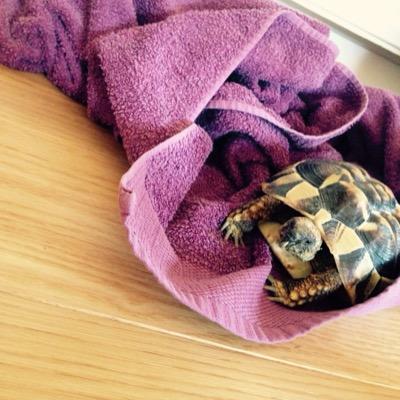 GorillaAmigo's profile picture. ' A day without laughter is a day wasted '