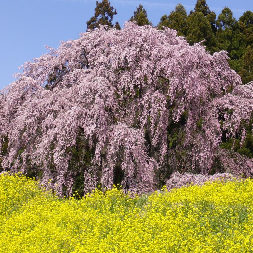 福島県二本松市にある合戦場のしだれ桜の日々の開花状況を写真でお伝えします！