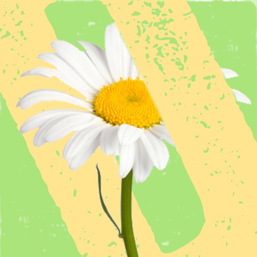 Welcome to Pushing up Daisies - enabling community-led conversations around death, dying and bereavement  in Todmorden, West Yorkshire.