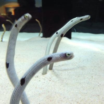 rokusank's profile picture. 