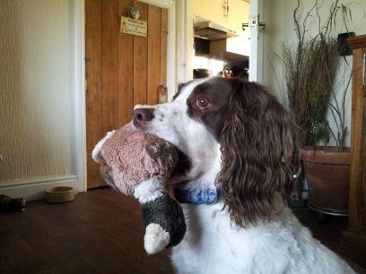 My Name is Cooper, I am an English Springer Spaniel, I have a Wife called Maisie, and we live with our Family in Wales. 
Please Follow Me.
XxX