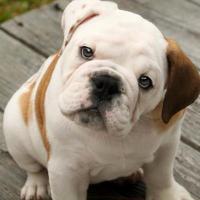 Inglorious Dogs (@ingloriousdogs) 's Twitter Profile