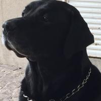 willyner (@willyner) 's Twitter Profile