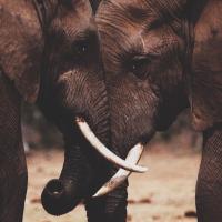 Voice For Animals (@vfanimals) 's Twitter Profile