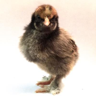 We're making #chckns cool again! Follow us for the latest in everything #chickens.