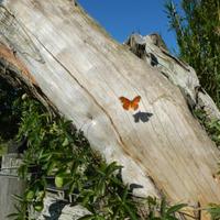 शान्ति (@lipideprotide) 's Twitter Profile Photo