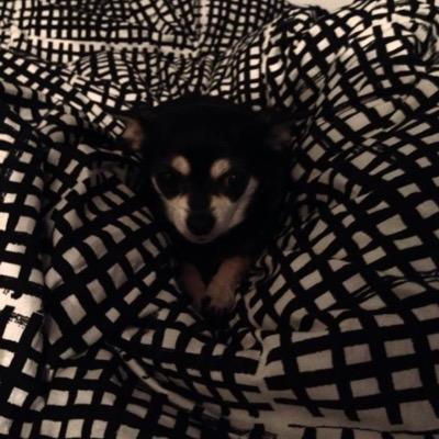 pizzaburger69's profile picture. fagmaður