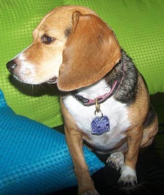 LittlestBeagle's profile picture. The Littlest Beagle. Also the cutest. Join me on my adventures in the Florida Keys!