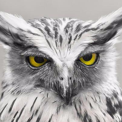 TawnyFishOwl's profile picture. 