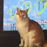 落語蔵_マコっつあん (@makottuan) 's Twitter Profile
