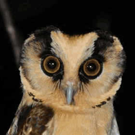 BuffFrontedOwl's profile picture. 