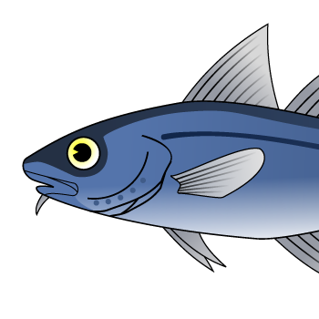 pseudocod's profile picture. 