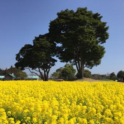 音楽、植物、新幹線の顔、笑顔、など、癒されるものが好きです。