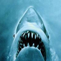 ShARC (@shefanimals) 's Twitter Profile Photo ShARC (@shefanimals) 's Twitter Profile Photo