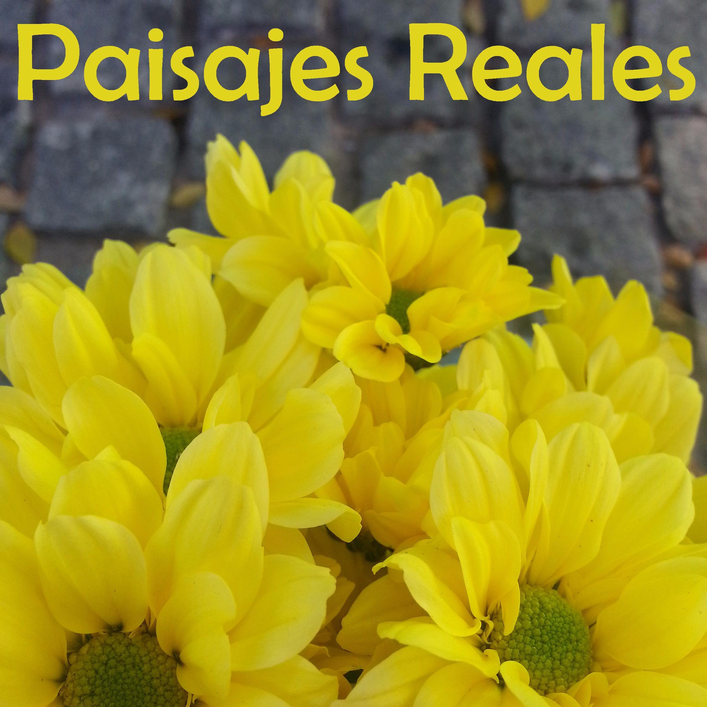 Paisajes Reales es un Blog sobre Paisajismo.
Proyectos, Entrevistas, Noticias ...