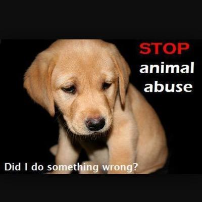 stopping Animal Abuse