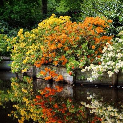 East Anglia's most dramatic Spring garden with brightly coloured rhododendrons, azaleas, magnolias and spring bulbs. Open 1pm - 5pm selected dates in May.