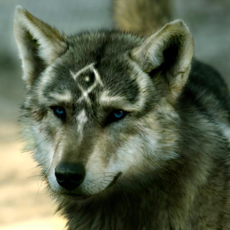 wisewolvesCOD's profile picture. Competitive Call of Duty team.