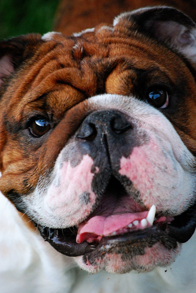 Bulldog Lover, runner, Massage Therapist, reading enthusist, Volkswagen loyalist, Mom to Ozzy the bulldog:o)