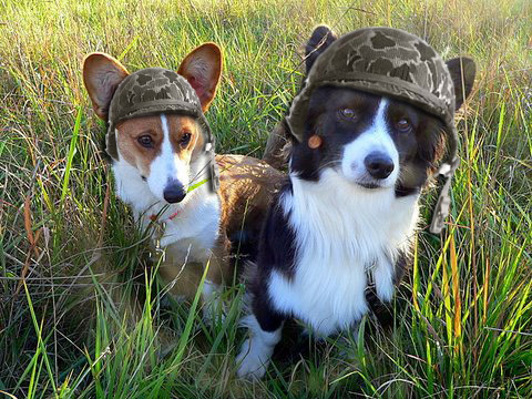 Two corgi gals and their Mum